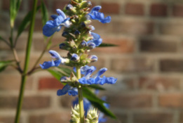 Salvia uliginosa bestellen